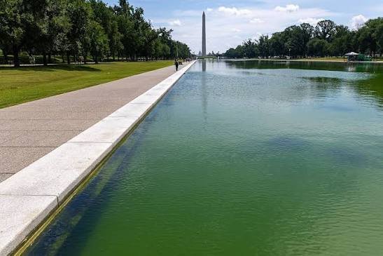 Algae Bloom and Peeling Liner Hit Lincoln Memorial Reflecting Pool Weeks After $14.7m Renovation
