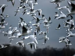 New Zealand Confirms First H5N1 Bird Flu Case in Migratory Seabird