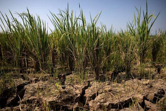 Strong El Niño Could Push 49 Million More People Into Acute Hunger, WFP Warns