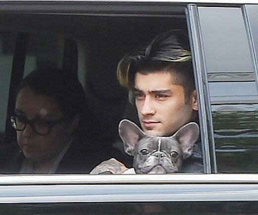 Zayn Malik Gives His Dog a ‘The Walking Dead’ Makeover