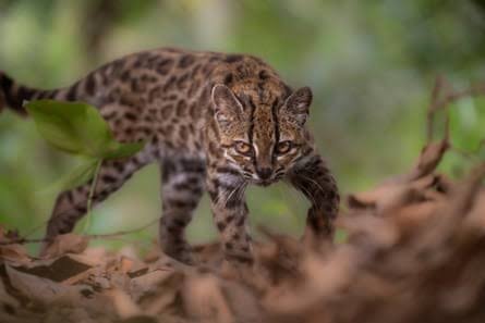 Scientists Confirm New Spotted Cat Species in Bolivia