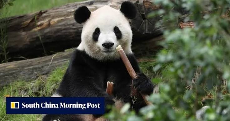 China Sends Two Giant Pandas to US After Trump-Xi Summit China Sends Two Giant Pandas to US After Trump-Xi Summit